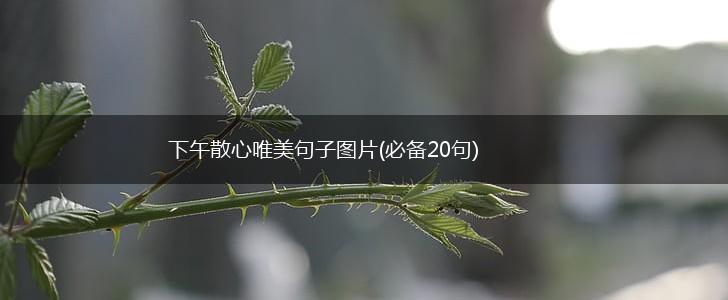 下午散心唯美句子图片(必备20句),第1张