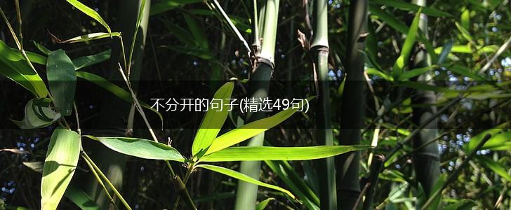 不分开的句子(精选49句),第1张