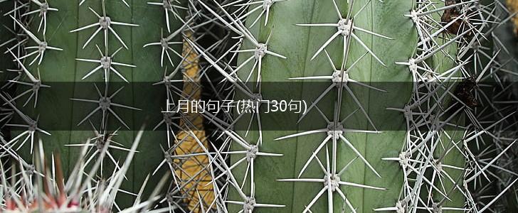 上月的句子(热门30句),第1张