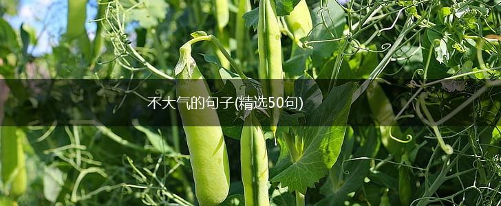 不大气的句子(精选50句),第1张