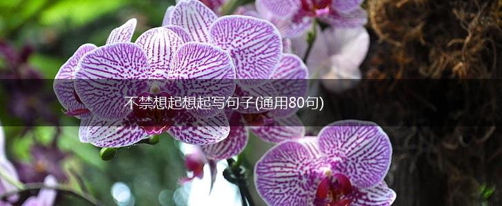 不禁想起想起写句子(通用80句),第1张