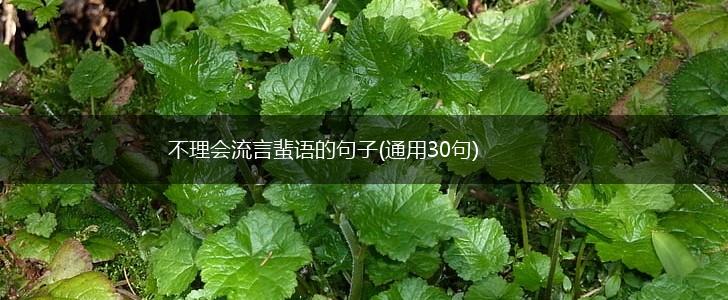 不理会流言蜚语的句子(通用30句),第1张