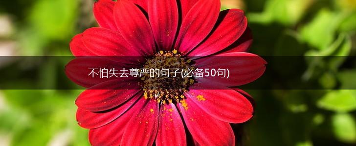 不怕失去尊严的句子(必备50句),第1张
