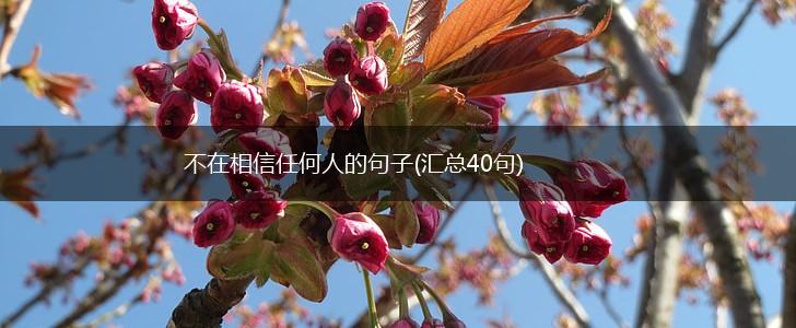 不在相信任何人的句子(汇总40句),第1张