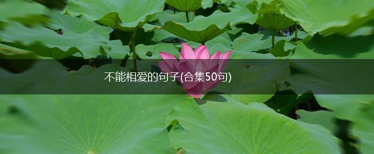 不能相爱的句子(合集50句),第1张