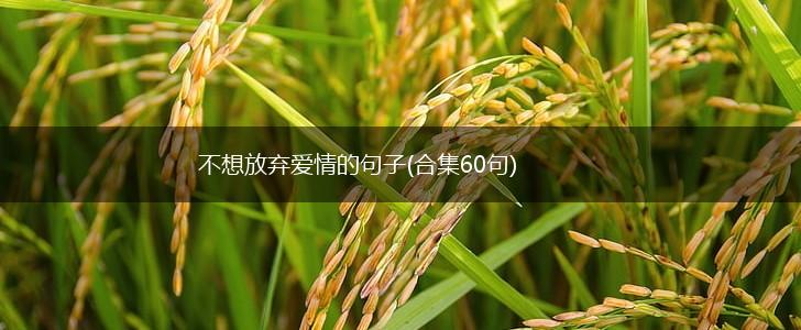 不想放弃爱情的句子(合集60句),第1张