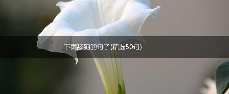 下雨舔狗的句子(精选50句),第1张