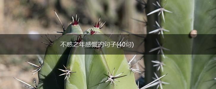 不惑之年感慨的句子(40句),第1张
