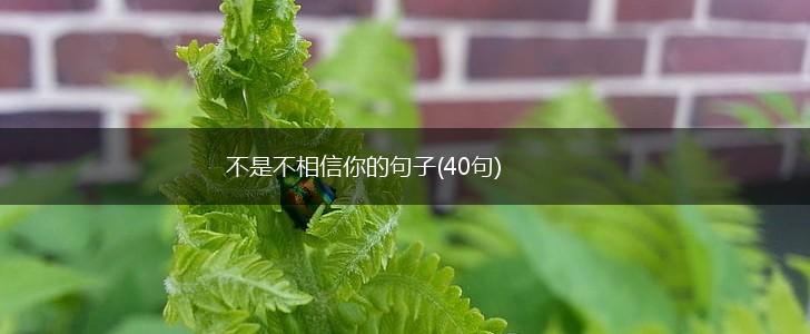 不是不相信你的句子(40句),第1张