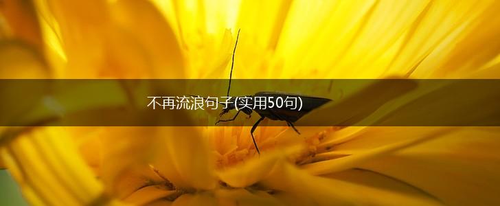 不再流浪句子(实用50句),第1张