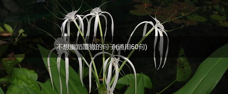 不想重蹈覆辙的句子(通用60句),第1张