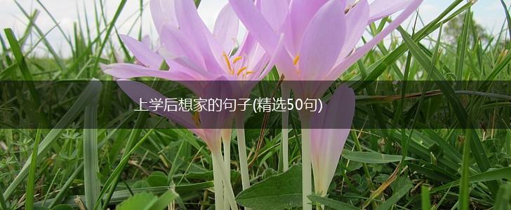上学后想家的句子(精选50句),第1张