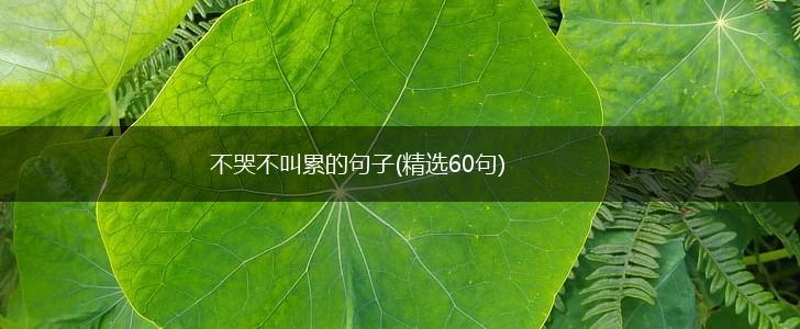 不哭不叫累的句子(精选60句),第1张
