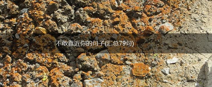 不敢靠近你的句子(汇总79句),第1张