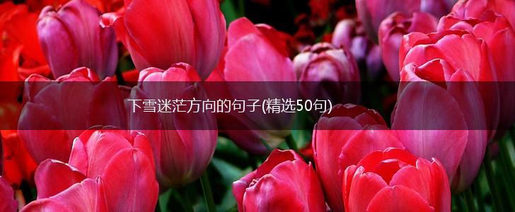 下雪迷茫方向的句子(精选50句),第1张