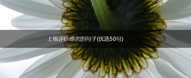 上级评价感言的句子(优选50句),第1张