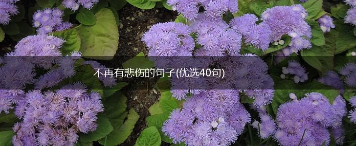 不再有悲伤的句子(优选40句),第1张