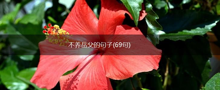 不养岳父的句子(69句),第1张