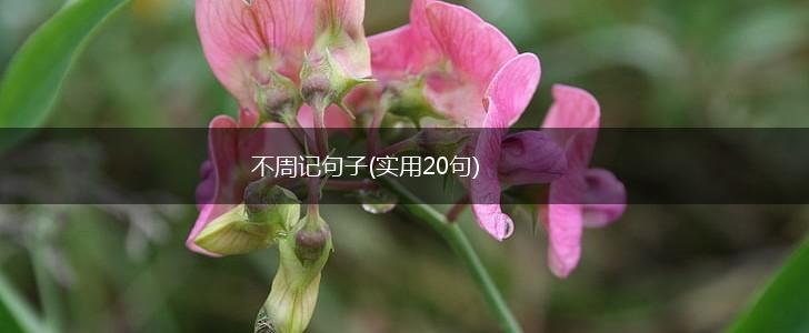 不周记句子(实用20句),第1张