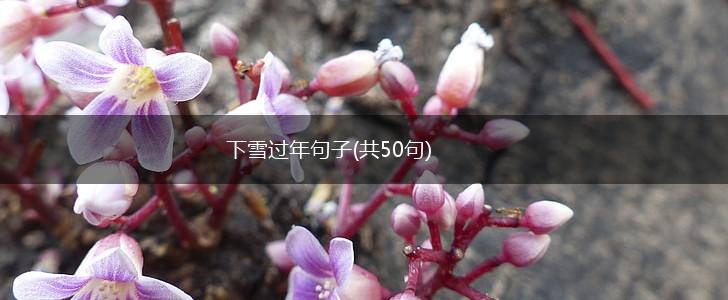 下雪过年句子(共50句),第1张