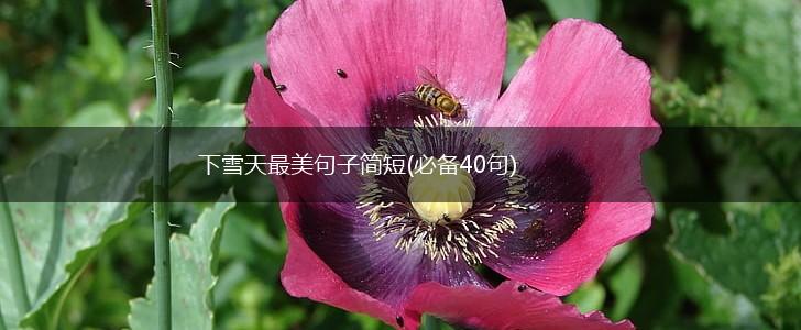 下雪天最美句子简短(必备40句),第1张