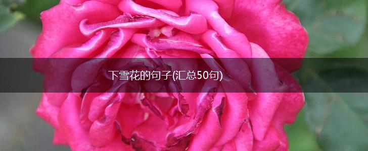 下雪花的句子(汇总50句),第1张