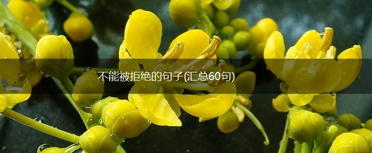 不能被拒绝的句子(汇总60句),第1张