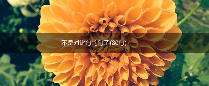 不是对比句的句子(80句),第1张