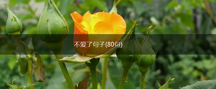 不爱了句子(80句),第1张