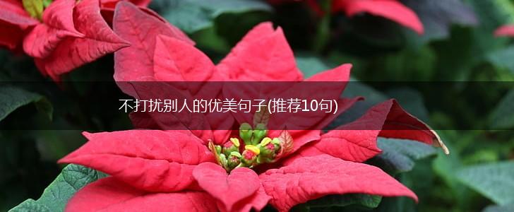 不打扰别人的优美句子(推荐10句),第1张