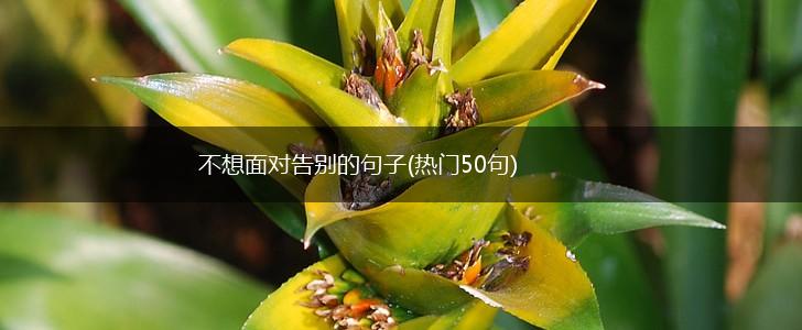不想面对告别的句子(热门50句),第1张