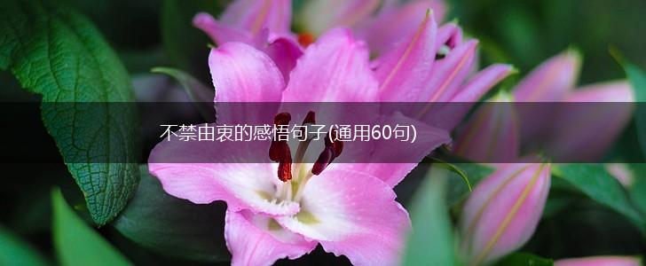不禁由衷的感悟句子(通用60句),第1张