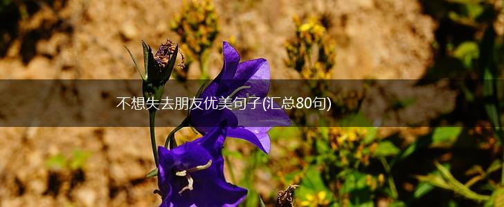 不想失去朋友优美句子(汇总80句),第1张