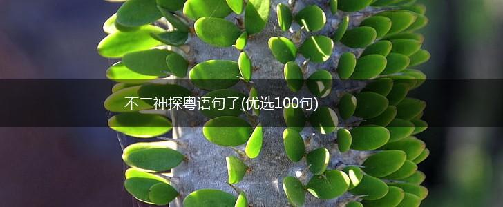 不二神探粤语句子(优选100句),第1张