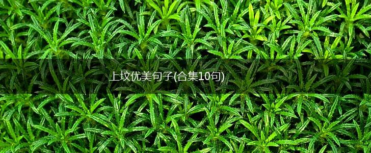 上坟优美句子(合集10句),第1张