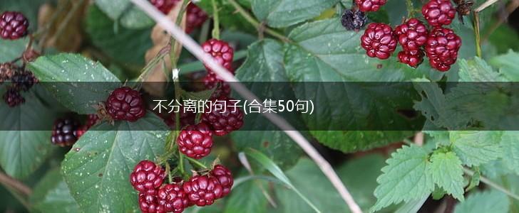 不分离的句子(合集50句),第1张