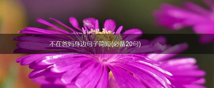 不在爸妈身边句子简短(必备20句),第1张
