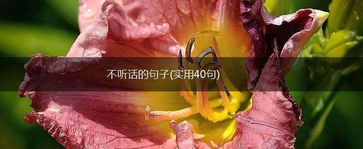 不听话的句子(实用40句),第1张