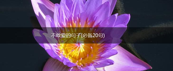 不敢爱的句子(必备20句),第1张