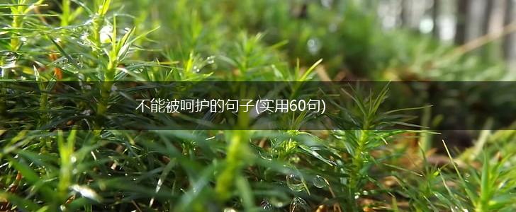 不能被呵护的句子(实用60句),第1张