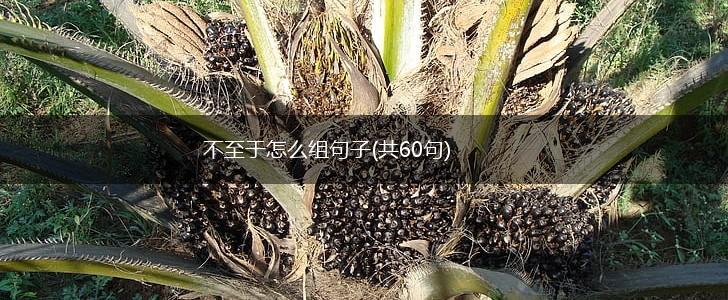 不至于怎么组句子(共60句),第1张