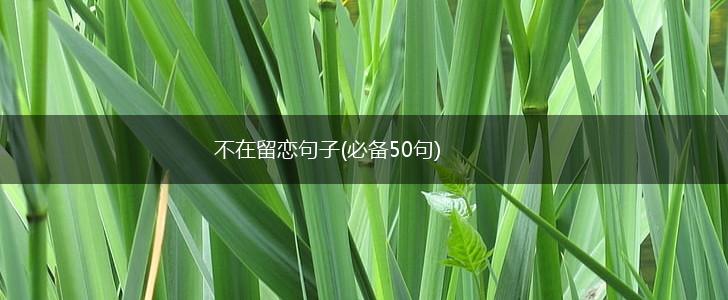 不在留恋句子(必备50句),第1张