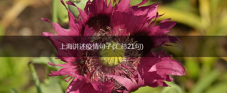 上海讲述疫情句子(汇总21句),第1张