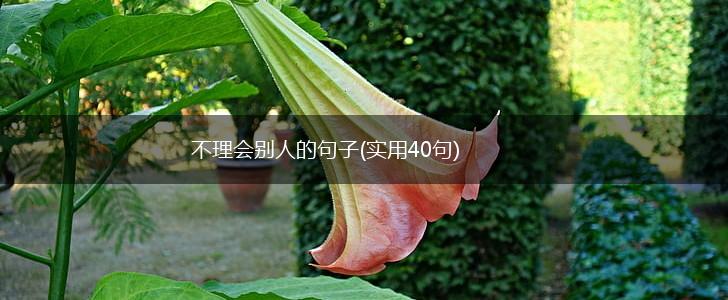 不理会别人的句子(实用40句),第1张