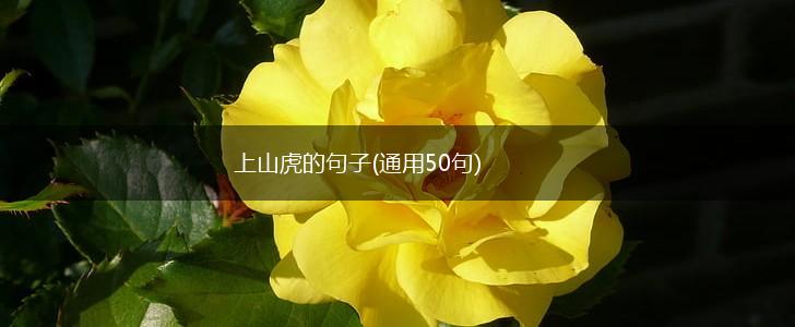 上山虎的句子(通用50句),第1张