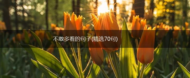 不敢多看的句子(精选70句),第1张