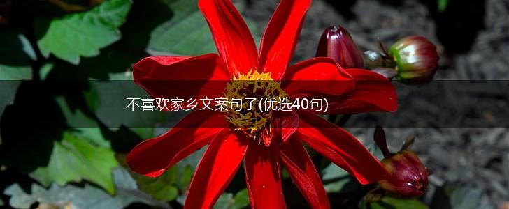 不喜欢家乡文案句子(优选40句),第1张