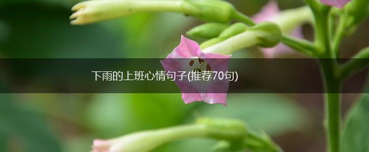 下雨的上班心情句子(推荐70句),第1张