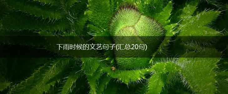 下雨时候的文艺句子(汇总20句),第1张