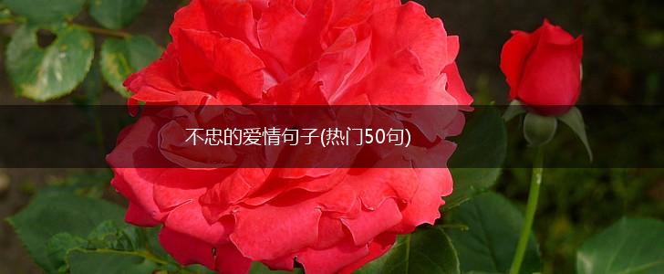 不忠的爱情句子(热门50句),第1张